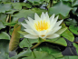 Preview: Seerose Nymphaea Joey Tomocik